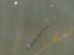 FZ033248 Fish in stream.jpg